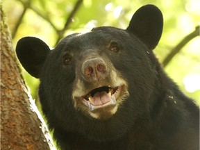 The British Columbia Conservation Officer Service says a man survived a terrifying bear attack by swimming to safety across a lake.