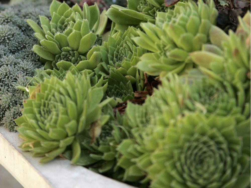 Photo of the leaves of Hen and Chick (Sempervivum 'Red Lion