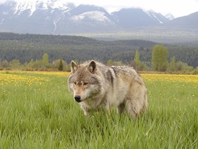 A five-year program of wolf reduction has turned a 15 per cent a year decline in the population of the Central Group of the Southern Mountain Caribou into a 15 per cent a year increase, according a memo from the B.C. Caribou Recovery Program.