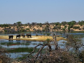 Elephants drinking in the Boteti river in Makgadikgadi Pans National Park.