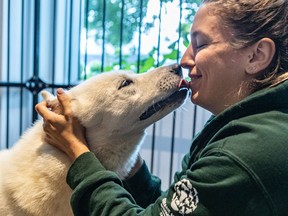 More than 60 dogs rescued from a Korean dog meat farm by the Humane Society International in Montreal on Tuesday October 1, 2019. Jamie Saad with Big Ben, a Korean Jindo at the shelter.