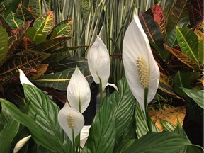 A Peace Lily with Crotons and Sansevieria in the background.