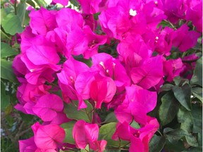 Bougainvillea is a climbing subtropical plant that needs protection from frost.