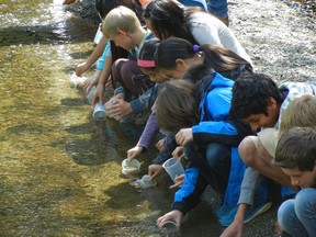 A class of elementary school students release salmon fry into the Little Campbell River in Surrey.