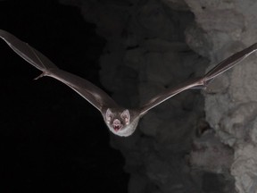 A handout photo taken on May 4, 2016 and released on February 19, 2018 by Nature shows a common vampire bat (Desmodus rotundus) going out for its nocturnal hunt. The common vampire bat has adapted to a diet that is low in nutrients and exposes the animal to a broad range of blood-borne diseases, reveals a joint study of its genome and gut microbiome published online this week in Nature Ecology & Evolution. Compared with nectar-feeding, fruit-eating, and meat-eating bats, the microbiome in vampire bats is completely distinct. The common vampire bat (Desmodus rotundus) is one of only three mammal species that feed exclusively on blood. Unlike other feeding strategies, consuming blood is an extreme evolutionary specialisation, as blood is a nutrient-poor resource that is low in carbohydrates and vitamins, and which may harbour blood-borne diseases.