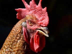 The BC SPCA says it is investigating allegations of cock fighting at a Surrey property.