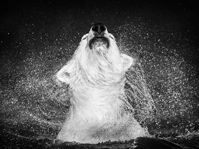 David Yarrow's photography is on display in downtown Vancouver through Nov. 10.