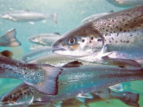 The B.C. aquaculture industry has made substantial reductions in the amount of antibiotics used to keep farmed salmon healthy.