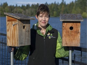 Meghan Cooling, a Conservation Technician with the Stanley Park Ecology Society, with a pair of volunteer-built tree swallow nests, two of fifteen that are positioned around Lost Lagoon in Stanley Park.