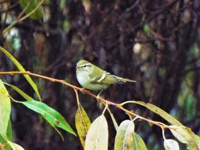 The sighting of a yellow-browed warbler in Saanich is the first time the bird has been seen in Canada.