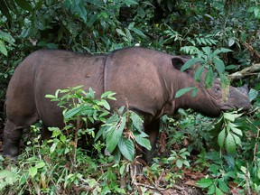 Ratu, an 8 year-old female Sumatran rhinoceros, is seen at the Sumatran Rhino Sanctuary in the Way Kambas National Park, Lampung province, May 20, 2010. (REUTERS/Supri/File Photo)
