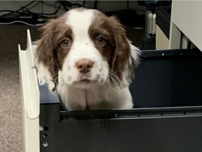 Finn the puppy will be taught to sniff out dangerous bacteria at the Vancouver General Hospital. [PNG Merlin Archive]