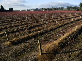 Farmland at 7260 240th Street in Langley on Nov. 19, 2019. The former owners of the blueberry farm who lost the property during a foreclosure proceeding have been ordered by a judge to pay the new owners $2.7 million for spraying the 60-acre property with herbicides, ruining the crops.