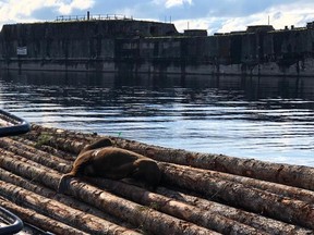 A California sea lion struck by a crossbow had likely been suffering for weeks before being rescued in Powell River earlier this week.