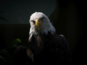 Lead poisoning is a problem for both the golden and bald eagle, pictured.