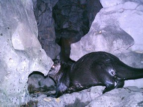 The guilty-looking Chinatown otter, captured on CCTV cameras on Oct. 31.