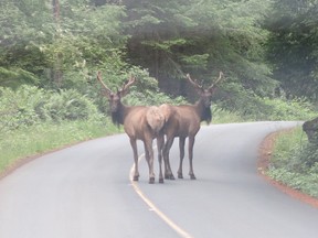 A 63-year-old Lake Cowichan woman died and two people were seriously injured in a collision involving two vehicles and an elk on Tuesday night. Two Roosevelt elk are shown in this file photo.