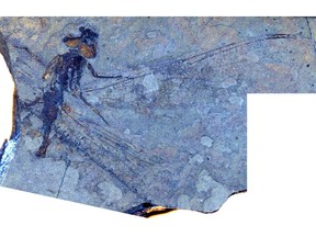 This fossil is one of six ancient dragonfly species from 50 million years ago identified by Bruce Archibald, a paleontologist at Simon Fraser University, and Rob Cannings, dragonfly expert at the Royal B.C. Museum. It was named Ypshna brownleei after Don Brownlee, the amateur collector who found the fossil.