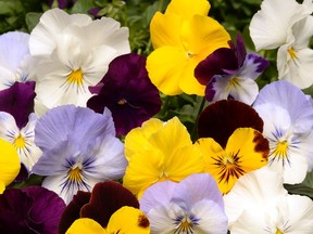 Pansy Cool Wave Mixture. Photo credit: Pan American Seed Company. For 0901 col minter [PNG Merlin Archive]