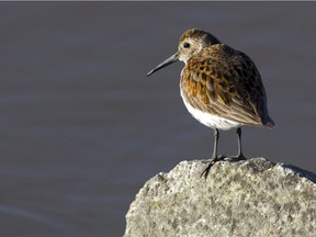 A western sandpiper is seen on Brunswick Point in Delta.