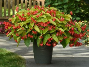 Begonia Canary Wings. Photo credit: Ball Horticultural Company. For 0601 col minter [PNG Merlin Archive]