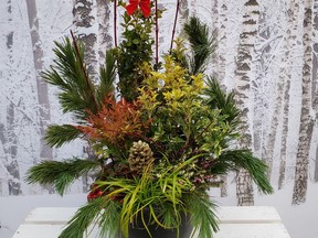 Created with Osmanthus 'Goshiki', Ilex Sky 'Pencil', Nandina 'Gulf Stream', Carex 'Everillo', Gaultheria procumbens, and white pine branches. For 1214 col minter [PNG Merlin Archive]