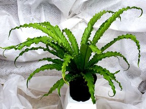 Unique 'Crispy Wave' — sometimes called 'crispy bacon' — is a new compact fern.