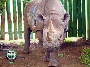 The rhino named Fausta is seen in Ngorongoro, Tanzania in this undated picture obtained by Reuters on December 29, 2019. (Ngorongoro Conservation Area Authority via REUTERS)