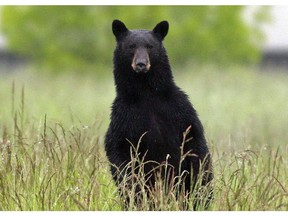 We salute B.C.'s worst bear of 2019.