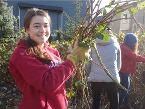 Nearly 5,000 youths have volunteered to clean up invasive plants and return native species with the Green Team in the Lower Mainland and Victoria.