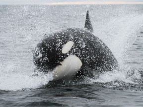Orca female hunting salmon.