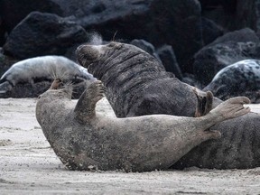 Grey seals.