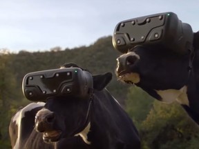 Cows wearing virtual reality goggles.