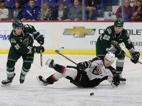 Tristen Nielsen of the Vancouver Giants falls to the Thursday while pursuing a loose puck against Dylan Anderson, left, and Justyn Gurney of the Everett Silvertips. The Giants dropped a 2-1 decision to the visitors at Langley Events Centre.