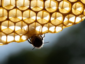 Fifty-billion bees — 40 per cent of America’s honeybee colonies — didn’t survive last winter, according to a nationwide survey.
