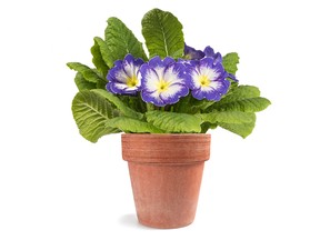 Primrose plants are almost sure to droop and dry out swiftly in the warmth of our homes in winter. They need cool, moist conditions, like those in which they flower outdoors during the spring.