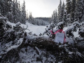 An injunction notice placed by the RCMP on a tree felled to block access to a Coastal GasLink work site.