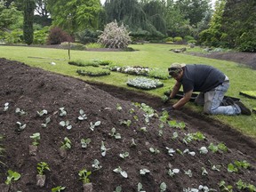 A parks gardener works at Quarry garden at Queen Elizabeth Park.