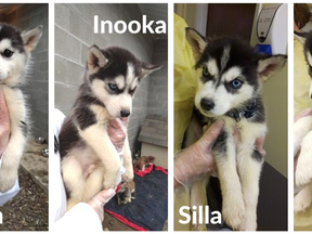 Some of the puppies that are now available for adoption at the BC SPCA — and with their new names.