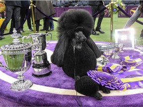 WNEW YORK, NY - FEBRUARY 11: Standard Poodle named Siba sits in the winners circle after winning Best in Show during the annual Westminster Kennel Club dog show on February 11, 2020 in New York City. The 144th annual Westminster Kennel Club Dog Show brings more than 200 breeds and varieties of dog into New York City for the the competition which began Saturday and ends Tuesday night in Madison Square Garden with the naming of this year's Best in Show.(Photo by Stephanie Keith/Getty Images) ORG XMIT: 775465227