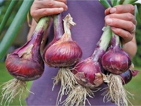 Redwing Onions. Picture: West Coast Seeds. For 0208 col minter [PNG Merlin Archive]