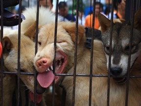 Dogs on sale are seen in a cage at a market in Yulin, south China's Guangxi  region on June 20, 2014. Animal protection activists hounded a Chinese city which holds an annual dog meat festival, a campaigner said, as state-run media reported that protests had decreased demand for the product.  CHINA OUT     AFP PHOTOSTR/AFP/Getty Images