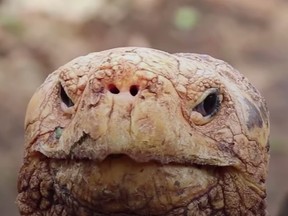 Diego the giant tortoise.