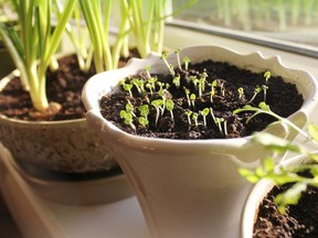 Indoors, seed tomatoes and most popular summer flowers such as petunia, impatiens, asters, dahlias, lavatera and cosmos.