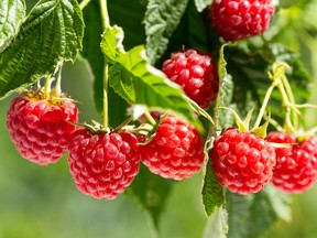 There are two types of raspberry bushes: summer-bearing and everbearing.
