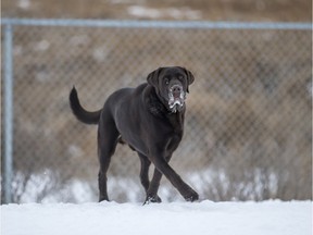 A dog braves the extreme cold at Avalon Dog Park in Saskatoon, SK on Thursday, January 16, 2020.