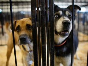 File photo of dogs in an animal shelter.