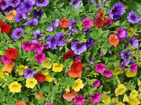 Petunias are available in a variety of colours and scents. They are not difficult to grow from seed.