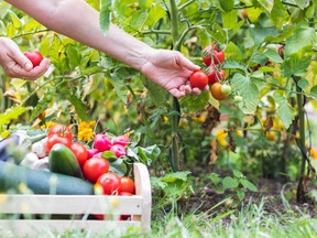 The key to a successful vegetable garden is the soil.