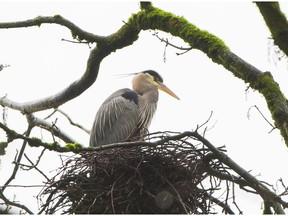 Pacific great blue herons returned to Stanley Park on Feb. 21, says Vancouver park board.